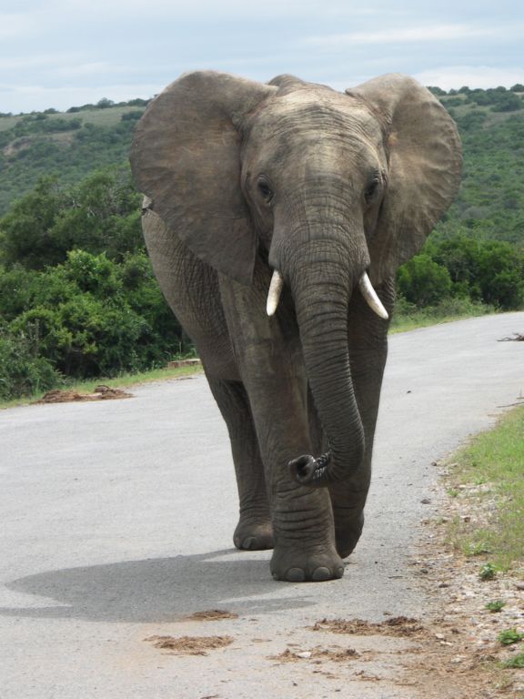 addo national park